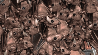 India blind as bat to winged creatures’ existential threat