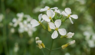 Temperature shifts change plant proteins powering photosynthesis