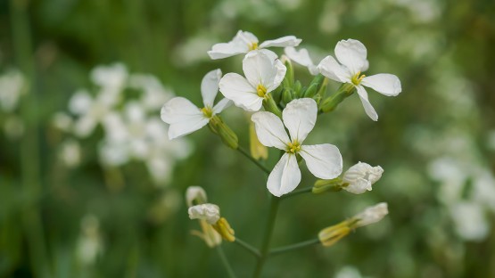 Temperature shifts change plant proteins powering photosynthesis