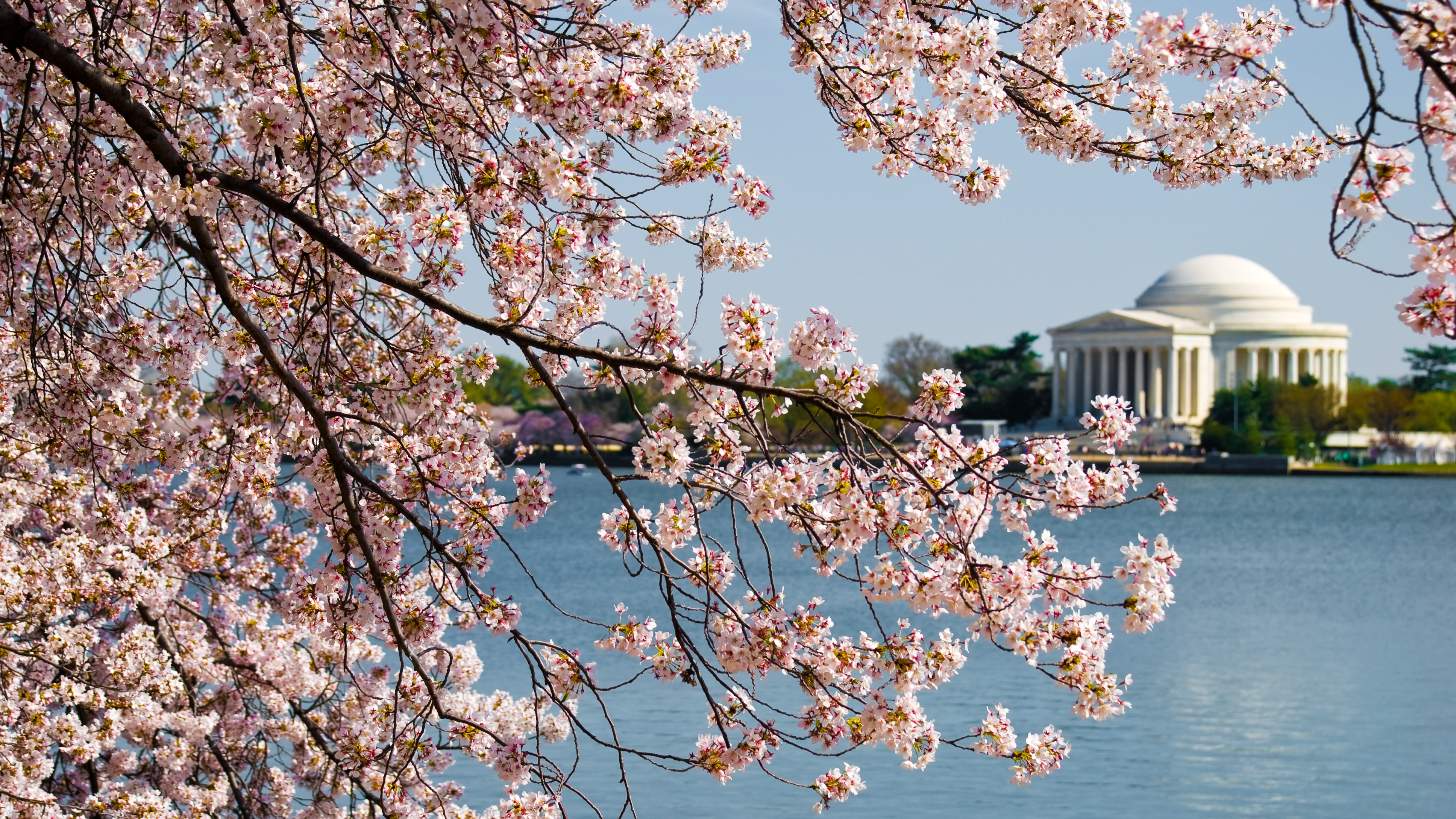 Chery blossoms with Jefferson Memorial in background in Washington DC