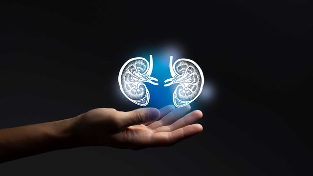 Oral Drug Prevents Kidney Stones in Rare Disease Model