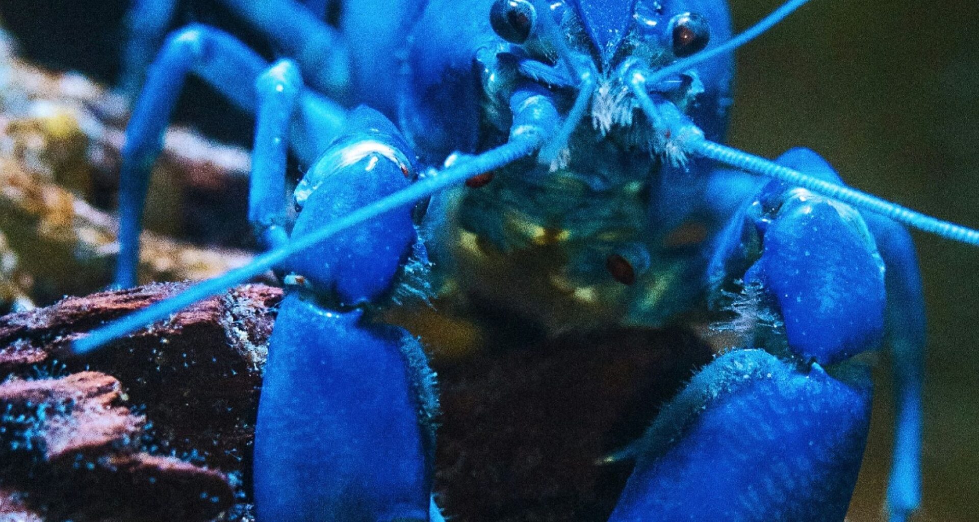 Blue lobster as, with the launch of KiloClaw, enterprises now have a tool to enforce governance over autonomous agents and manage shadow AI.