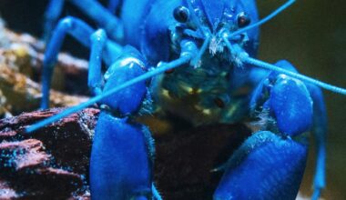 Blue lobster as, with the launch of KiloClaw, enterprises now have a tool to enforce governance over autonomous agents and manage shadow AI.