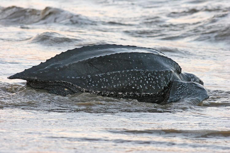 leatherback turtle