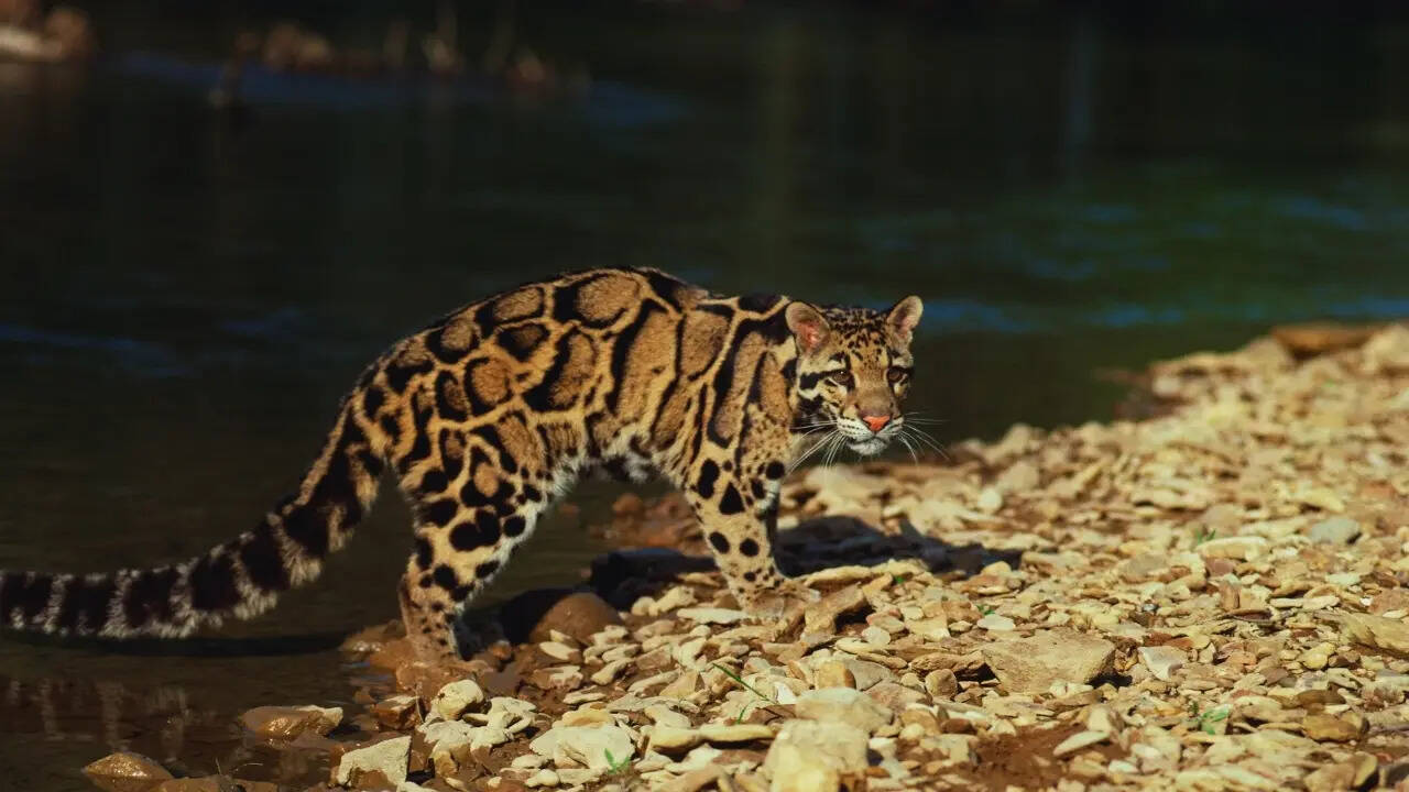 Mainland Clouded leopard Mainland Clouded leopard