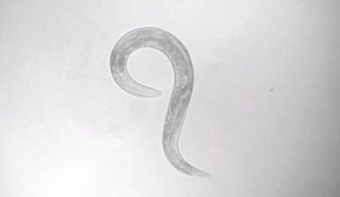 With navigating nematodes, scientists map out how brains implement behaviors | MIT News