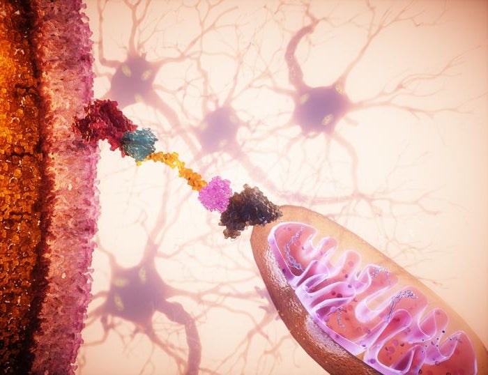 Scientists Revive Failing Cells With Mitochondria Transplants