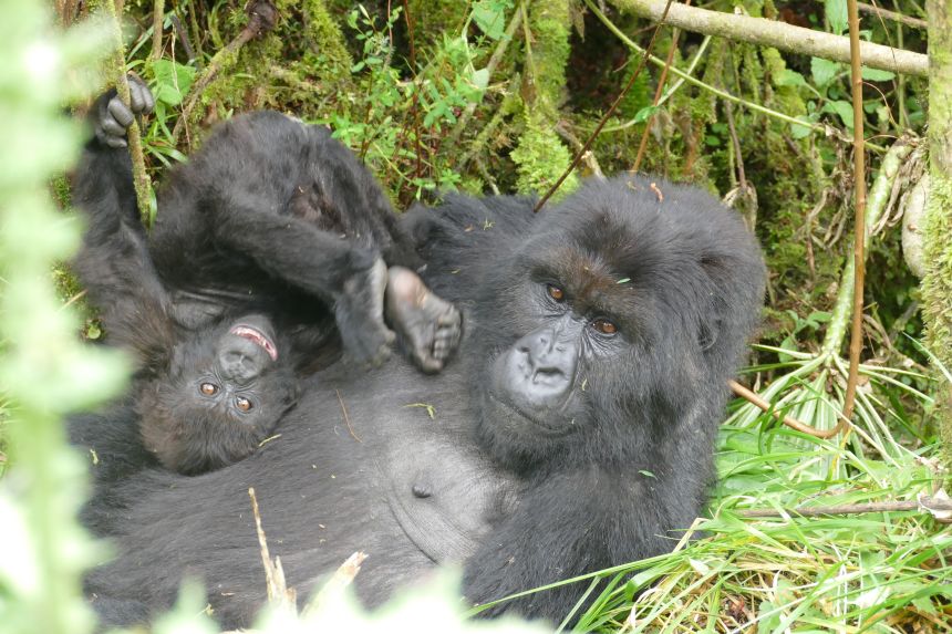 Females, like Teta (pictured here) took center stage in the documentary. Though groups are led by males, the females play a large role in gorilla society — like helping guide group allegiance and integrating new members, says Tara Stoinski, CEO and chief scientific officer of the Dian Fossey Gorilla Fund.