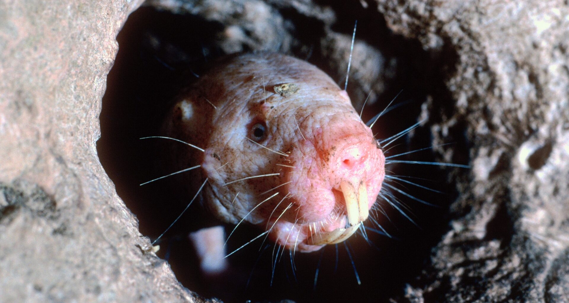 Naked mole rat queens step down without a fight