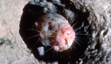 Naked mole rat queens step down without a fight