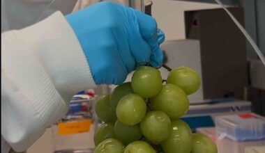 Scientists create a natural wash that strips pesticides off fruit