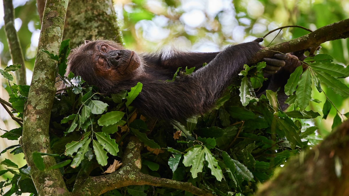 My sleepless night in a chimpanzee nest