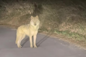 Runaway zoo wolf spotted, capture under way
