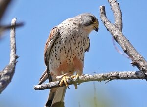 Han River becomes sanctuary for endangered wildlife