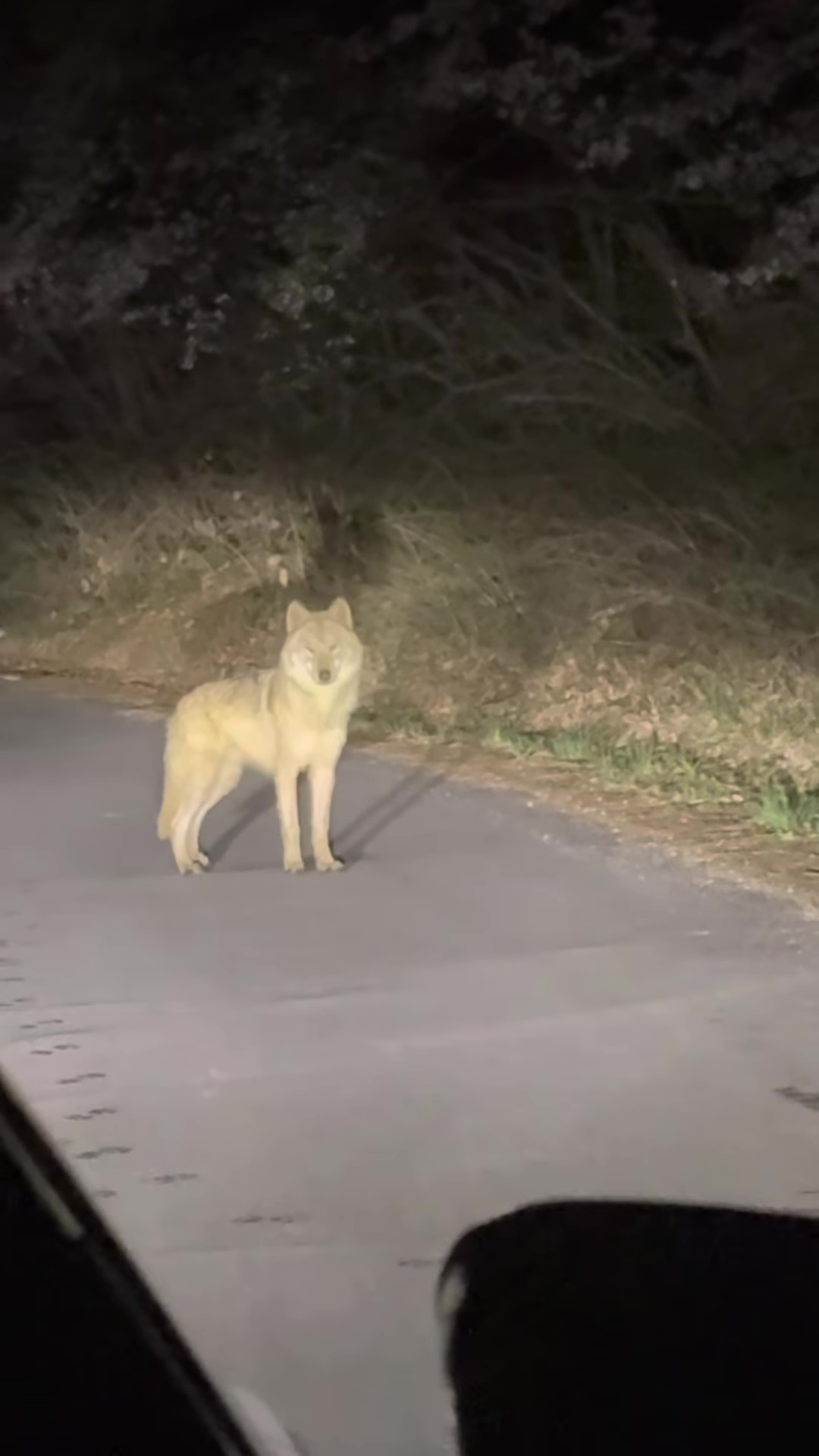 A screenshot from footage showing an escaped wolf spotted in Daejeon on Tuesday. (Instagram @jun70795)