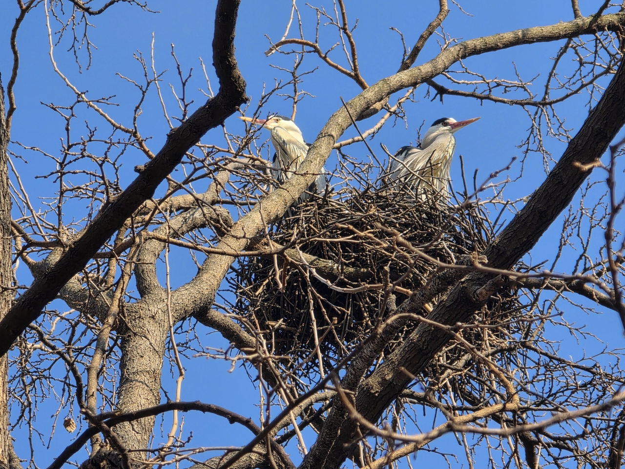 A nest for baby herons is observed at the Han River. (Seoul Metropolitan Government)