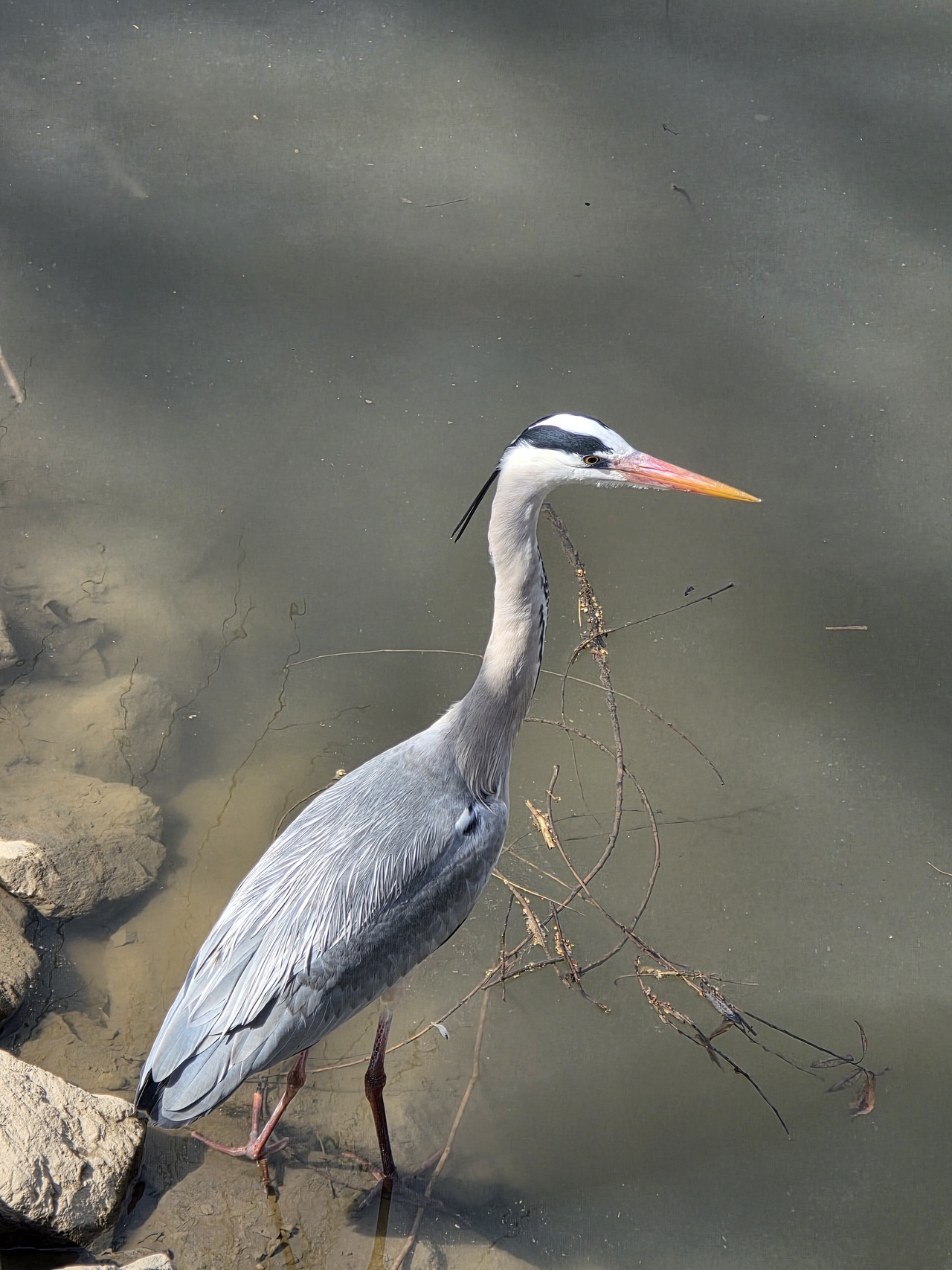 A heron is observed in the Han River. (Seoul Metropolitan Government)