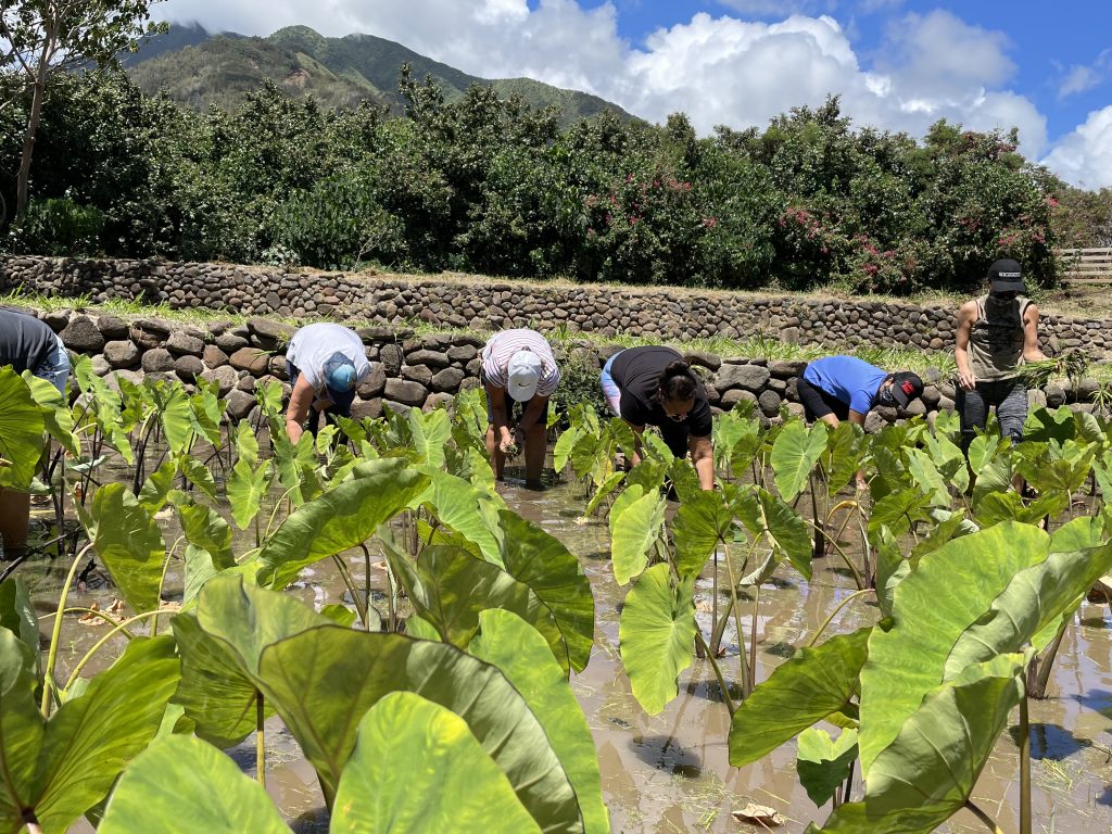 Maui Council hears appeals for agriculture and animal shelter relief : Maui Now
