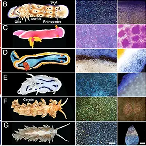 Phylogenetic tree containing 14 nudibranch species from the clades Doridacea and Cladobranchia and details about their tiny specks of color. The species studied here are visible in the photographs on the right. Credit: PNAS