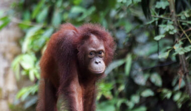 A Borneo orangutan.