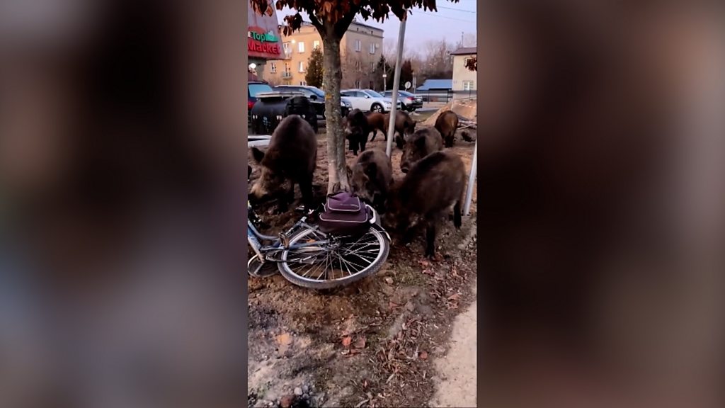 Robot chases wild boar off the streets of Warsaw - BBC