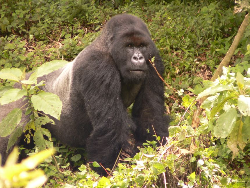 Pablo (pictured here) formed his own group in 1993, which went on to become the largest mountain gorilla group recorded.