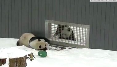 2 Giant Pandas at National Zoo Have Begun Flirting. Could It Lead to a Cub?: EXCLUSIVE