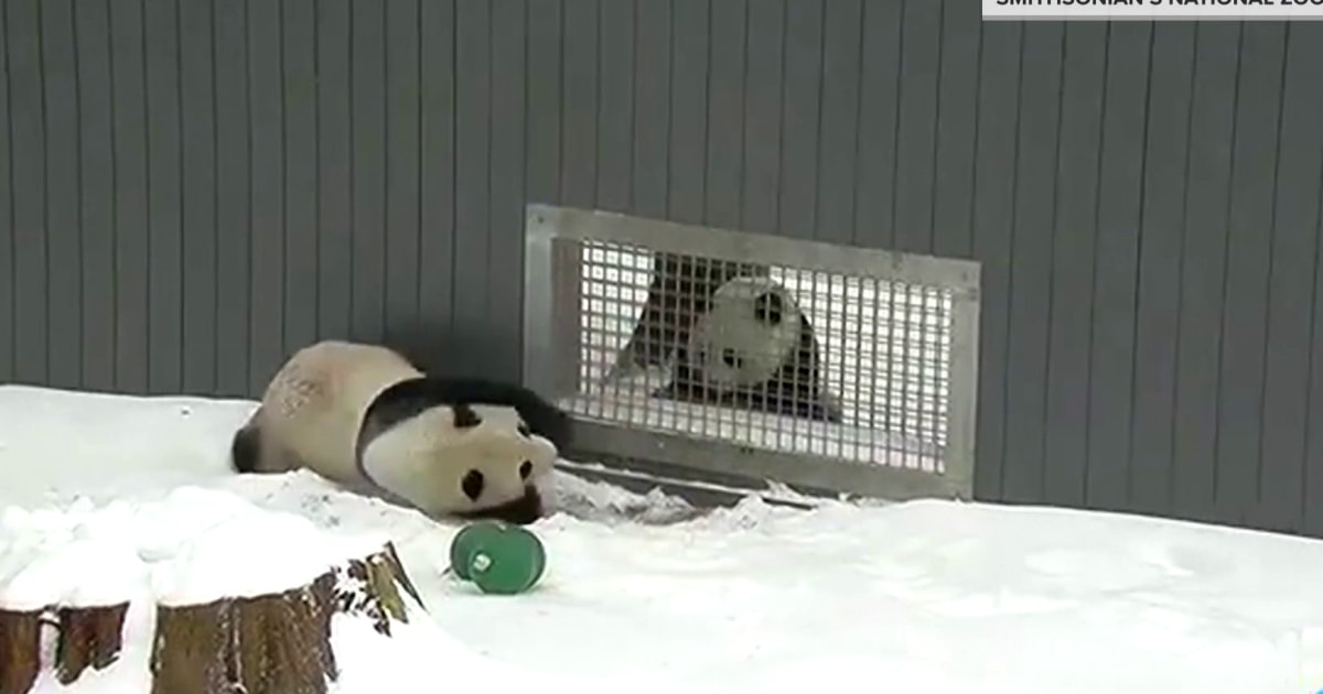 2 Giant Pandas at National Zoo Have Begun Flirting. Could It Lead to a Cub?: EXCLUSIVE