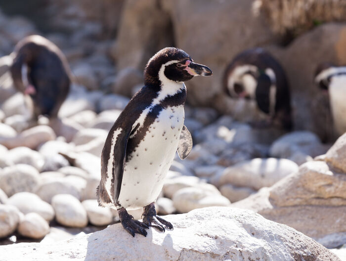 Penguin standing on a rock with other penguins in the background, unrelated to surgical staff or patient confessions.