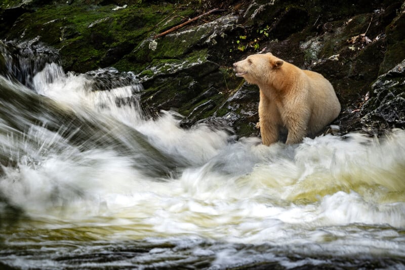 A cream-colored bear stands on mossy rocks beside a fast-flowing river, looking across the rushing water with its mouth slightly open.