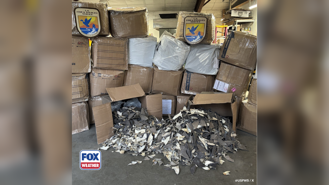 Members of the U.S. Fish and Wildlife Service seize 1,600 pounds of illegal shark fins.