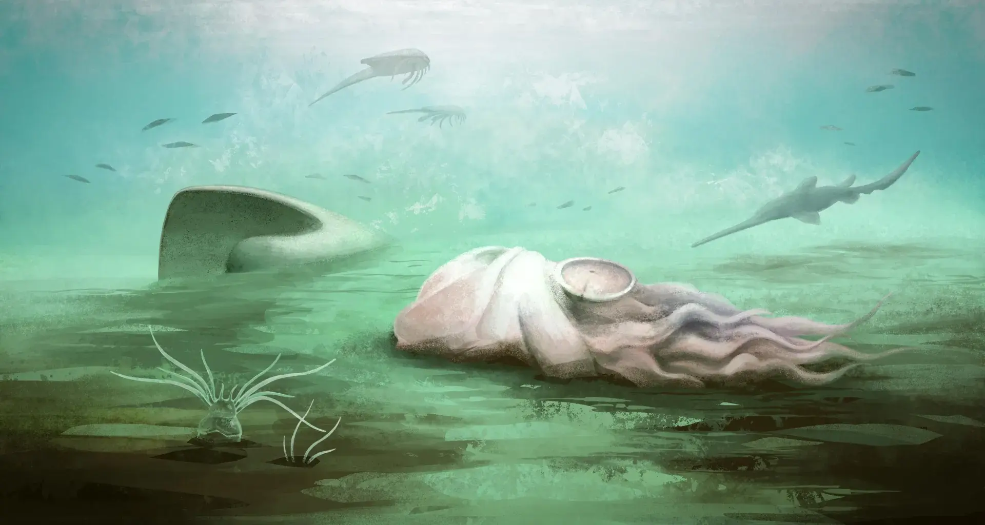 The world’s “oldest octopus” was never an octopus