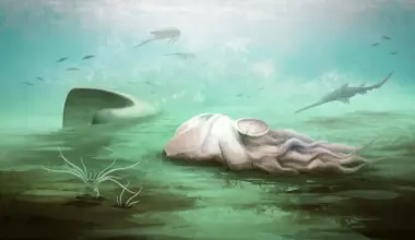 The world’s “oldest octopus” was never an octopus