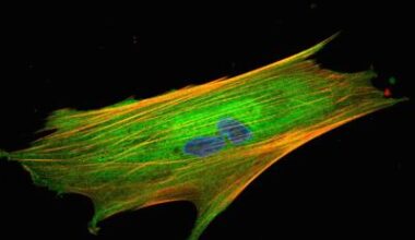 new biomarker shows which patients benefit from immunotherapy • healthcare-in-europe.com