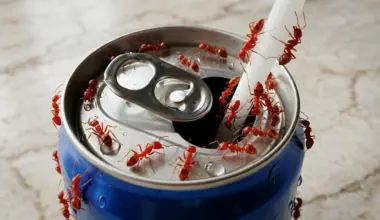 What caffeine does to ants could change pest control