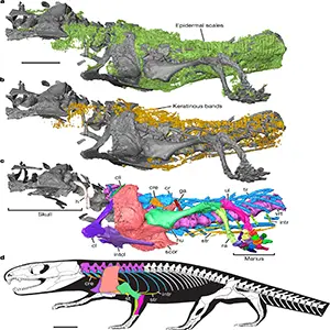 Digital recreation of mummified Captorhinus aguti fossil from 289 million years ago showing nCT renderings and skeletal reconstruction in left lateral views. Credit: Nature