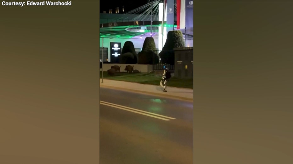 Humanoid robot chases wild boars in Warsaw video
