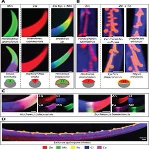 Scorpions' body weapons, stingers and claws, are enriched with metals. Micro X-ray fluorescence microscopy of the telson and tarsus denticle enrichment patterns are shown here. Zinc (Zn) is shown in red, manganese (Mn) is shown in green, iron (Fe) is shown in yellow, chlorine (Cl) is shown in blue and calcium (Ca) is shown in purple. Credit: Journal of the Royal Society Interface