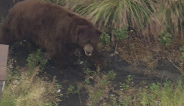 Bear wanders around Ventura County neighborhood