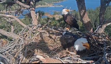 First Big Bear bald eaglet hatches as second egg sees a pip