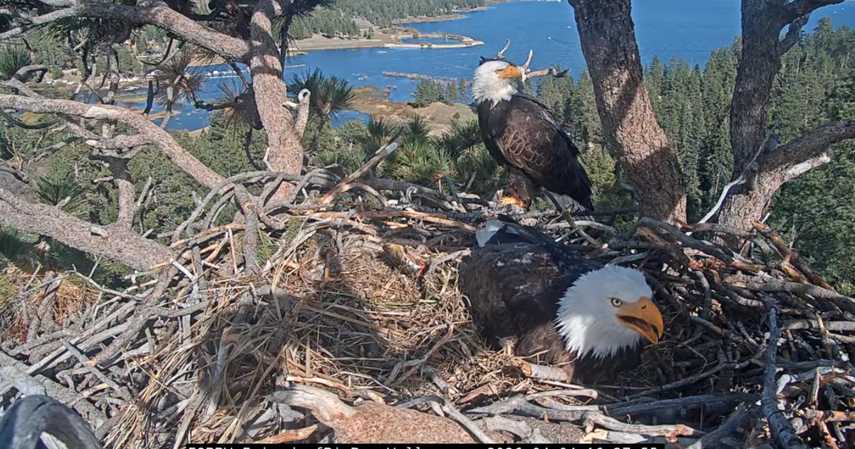First Big Bear bald eaglet hatches as second egg sees a pip