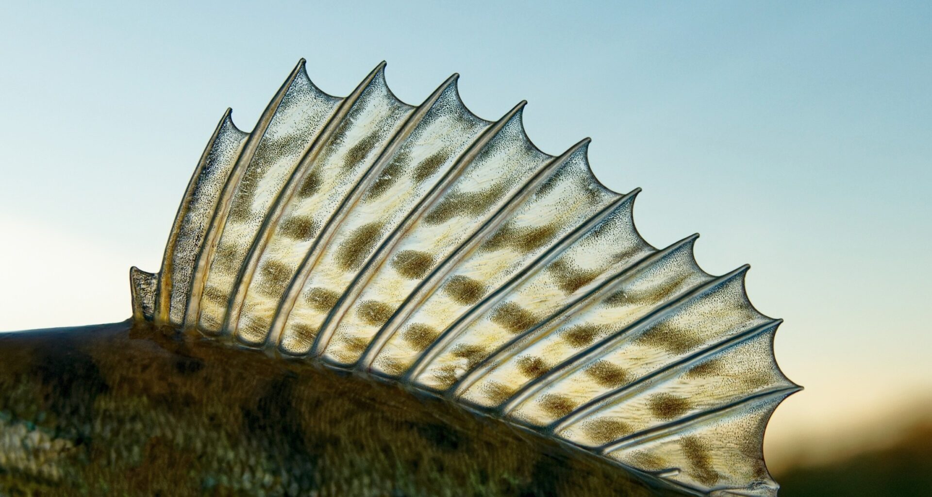 Scientists rethink how animals build repeating body parts