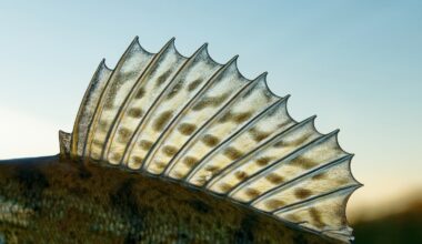 Scientists rethink how animals build repeating body parts