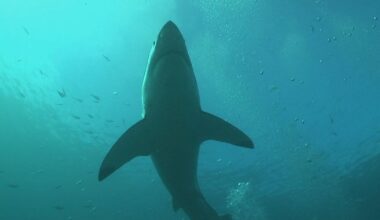 South Africa's great white sharks mysteriously vanished. Scientists can't agree who, or what, is the culprit.