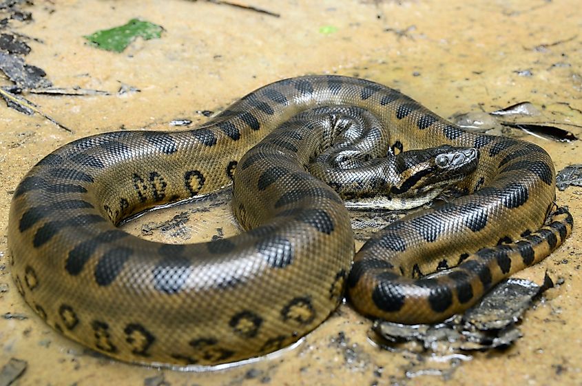  The Southern Green anaconda (Eunectes murinus)