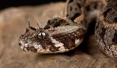 10 Iconic Animals That Live Only In Kenya