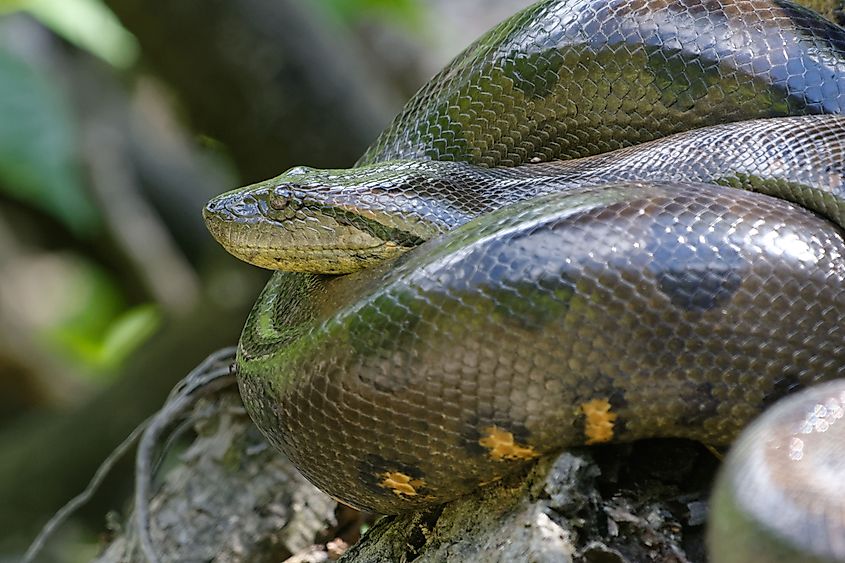 A massive green anaconda.