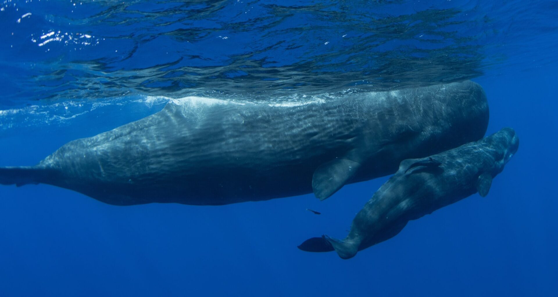 Sperm Whales — They’re Just Like Us