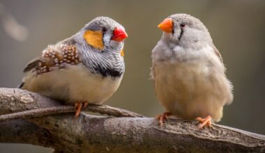 Zebra finch neurons offer new clues about learning, repair, and human brain limits