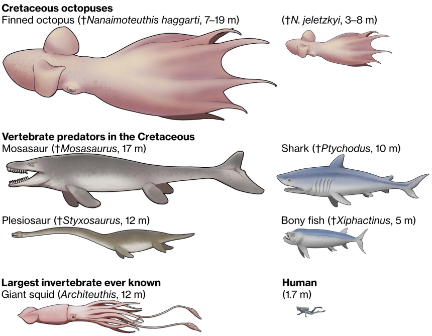 A diagram shows how the colossal size of Nanaimoteuthis compares with that of other animals.